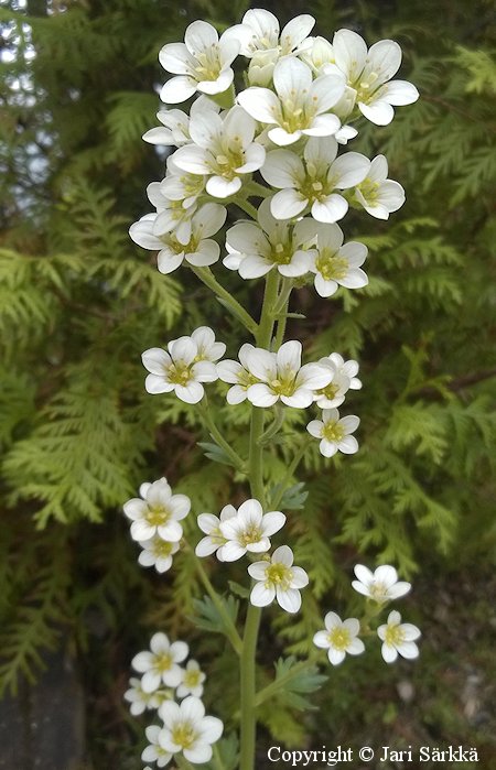 Saxifraga aquatica, koskirikko
